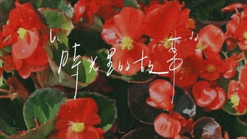 24年种花经历分享：海棠花的养护乐趣🌺花草温柔相伴, 宁静绵绵