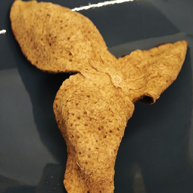 感冒上火咳咳咳，来片陈皮消消火