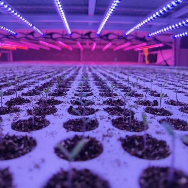 三思植物照明生长灯：推动农业现代化与绿色可持续发展