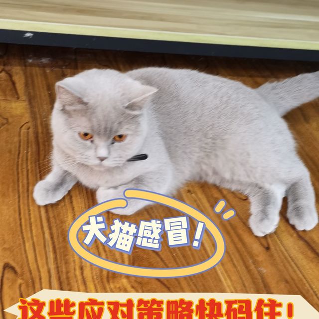 气温骤降，犬猫感冒频发，这些应对方法快码住！