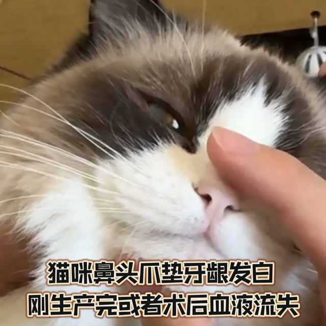 😻产后/术后贫血小猫咪？甘血维补血秘籍