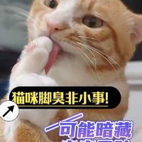 💖猫咪脚臭非小事可能暗藏疾病风险！