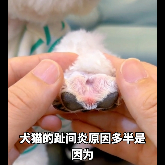 😾潮湿季犬猫趾间炎高发，这样预防&治疗