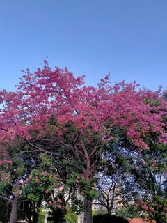 依然盛开的美丽异木棉花，冬日里的靓丽风景线！