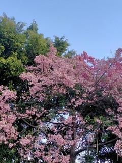 依然盛开的美丽异木棉花，冬日里的靓丽风景线！