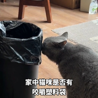 猫咪异食癖，微量元素片来帮忙！