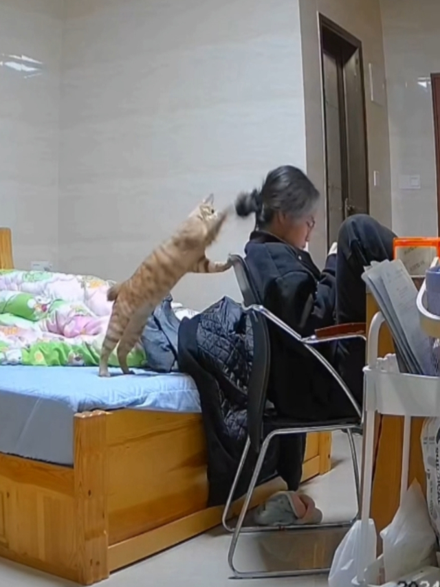 猫🐱淘气，还是狗🐶淘气