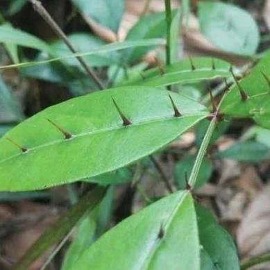 大名鼎鼎的“两面针”，可消肿止痛，治疗腰肌劳损，很多人都不知道