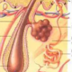 美容原料 篇零：肉豆蔻酰四肽-12/MyristoylTetrapeptide-12与毛发