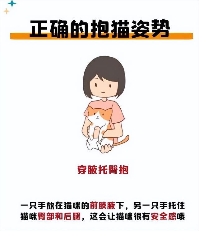 抱猫姿势详解：避开误区，让猫咪更安心