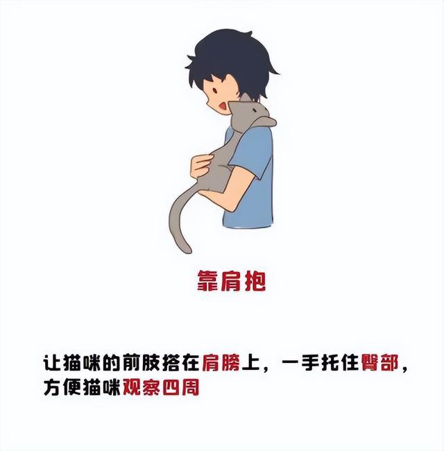 抱猫姿势详解：避开误区，让猫咪更安心