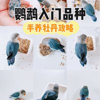 鹦鹉新手入门品种｜手养牡丹鹦鹉攻略