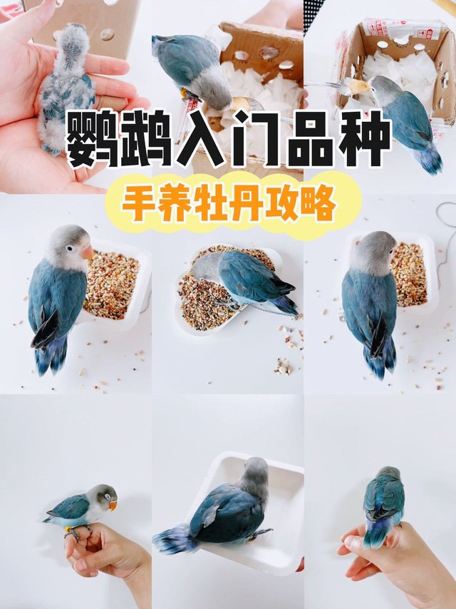 鹦鹉新手入门品种｜手养牡丹鹦鹉攻略