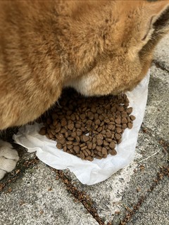 0.01京造的鲜肉五谷猫粮易猫咪咀嚼