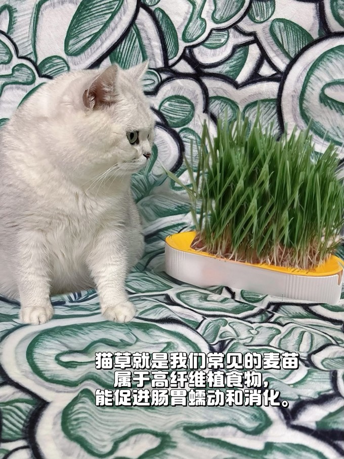 红狗猫咪零食罐/妙鲜包