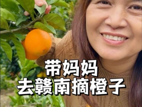 丰收啦 带妈妈去赣南金黄的橙园~ #赣南脐橙#好果汁看配料表 #农夫山泉NFC橙汁