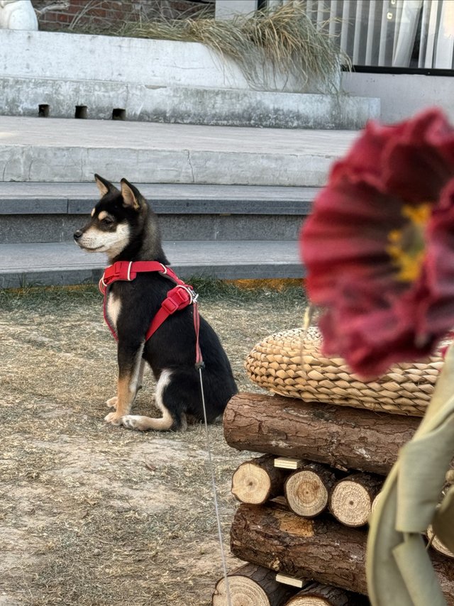 养狗怎么这么费钱？新年鸿运遛狗套装安排！