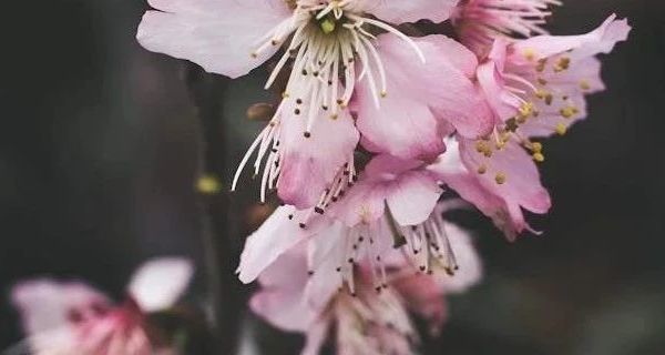 多款无线洗车机对比 家用洗车好帮手