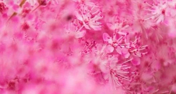 深度解析硅胶烘焙模具 多品牌对比及常见问题解答