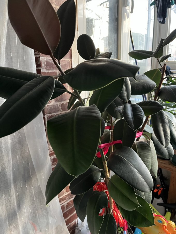 橡皮树的养殖技能你肯定想知道