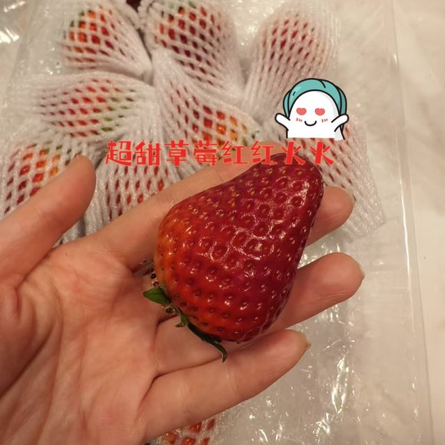 🍓全国草莓看丹东，丹东草莓看九九🍓