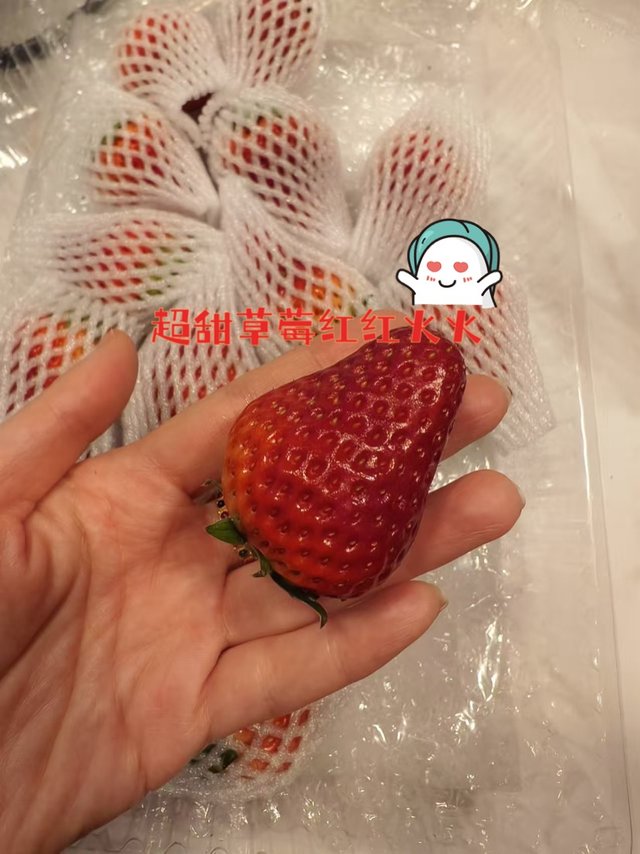 🍓全国草莓看丹东，丹东草莓看九九🍓