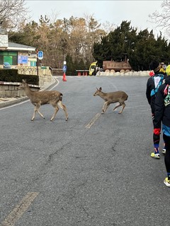 最近迷上了越野跑，有人给我推荐一下跑步鞋吗