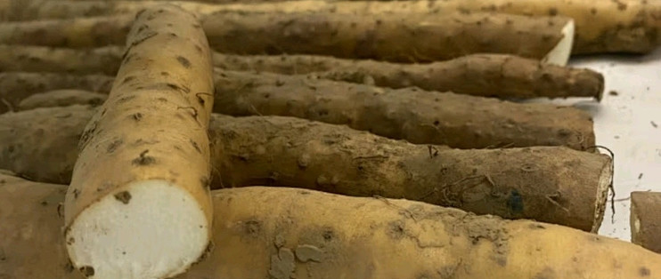 张宝山垆土铁棍山药:焦作怀山药的精选之选,滋补养生新宠