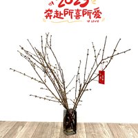 13元买的腊梅切枝，花苞还挺多