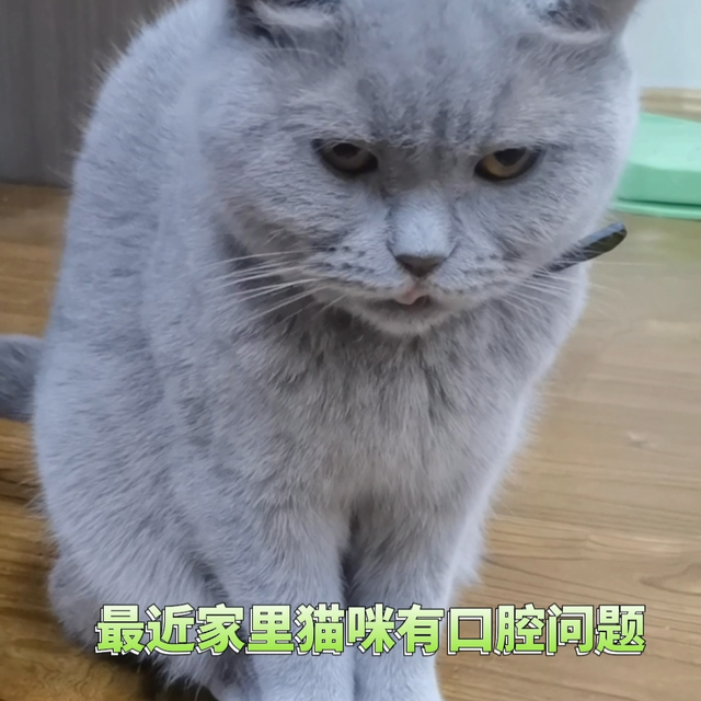 🐱猫咪口腔有救啦 | 弗尔莱葆口咽清亲测好用