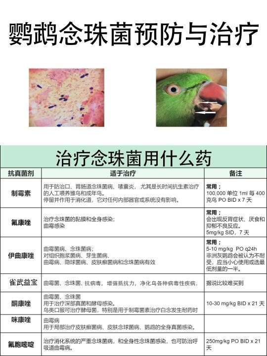 精选内容集|养鹦鹉的正确方式 如何避开那些常见误区