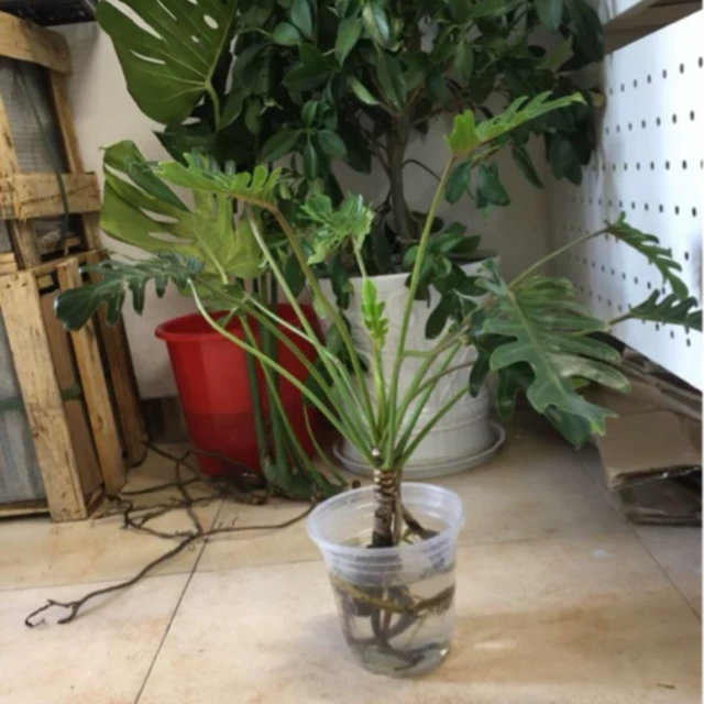 你会在闲鱼网购绿植吗？