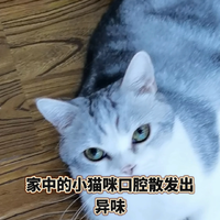 猫咪口臭问题绝非小事