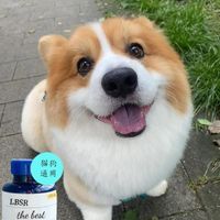 LBSR鲨鱼氨糖鲨鱼软骨素狗狗缓解疼痛美发金毛泰迪犬比特犬关节

