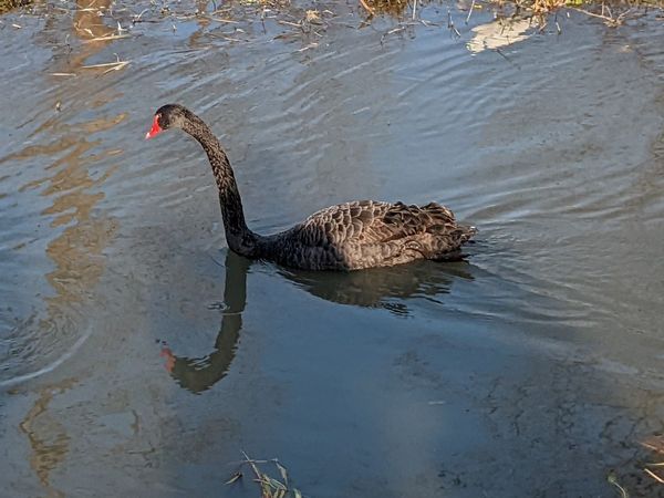 湖边飞来的是黑天鹅吗？