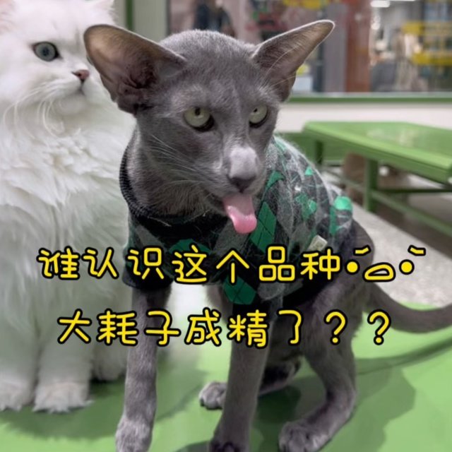 每只小猫都是可爱…… 不是，你谁啊❓