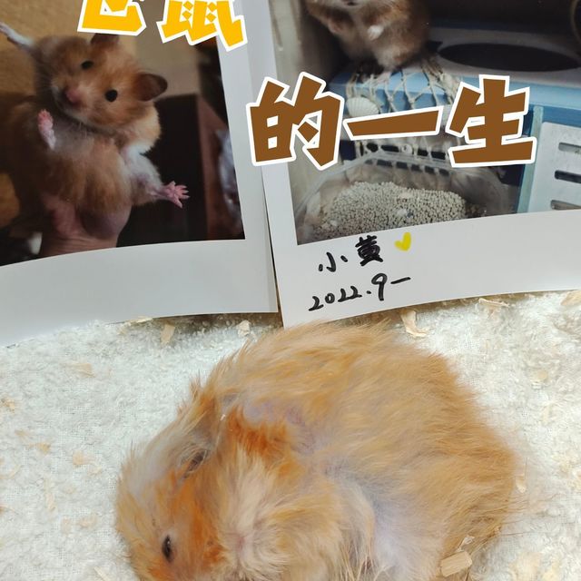仓鼠小黄的一生短暂的令人心痛😥