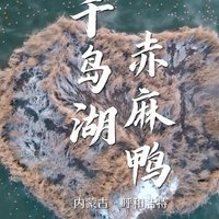 冬日奇遇：赤麻鸭共舞“千岛湖”