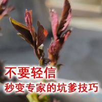 🌱不要轻信那些新手秒变‘专家’的坑爹技巧🚫