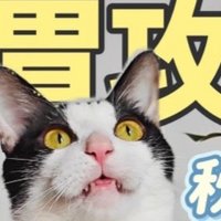 猫咪秋冬季❄养胃攻略