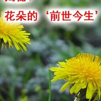 🌸揭秘！花朵的‘前世今生’👀