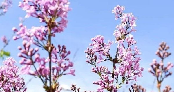 婴儿安抚好物推荐：毛绒布艺玩偶的多样魅力与实用指南