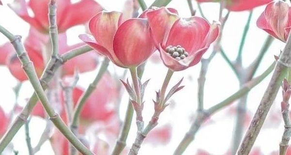 家用小型氧气泵推荐 吉印透明机械增氧泵登场 养鱼打氧好帮手