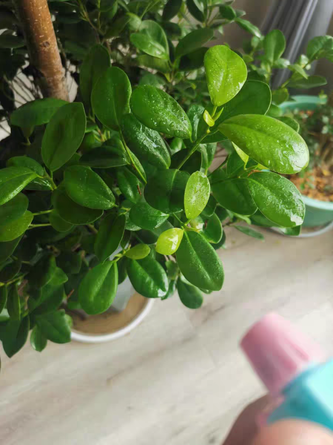 DB官网在线登录入口热那亚连胜形式开启，走向安好区