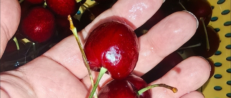 尝鲜！桑提娜大樱桃，一口爆汁的诱惑