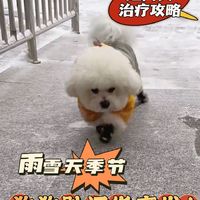 🐶毛孩子雨雪天出行须警惕趾间炎！！