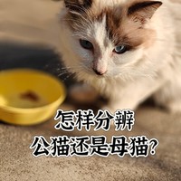 猫咪怎样分辨公母？关于邻家毛孩过来要不要给好吃的