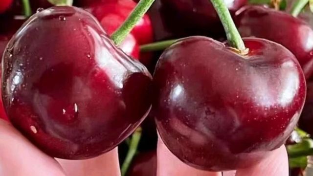 梦宛怡智利进口车厘子：JJJ级鲜果，年货节特惠🍒