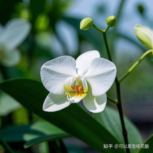 鲜花绿植的情绪价值有多大？