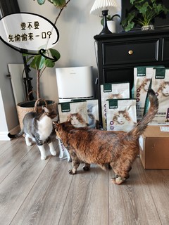 萌力Max首战，咱家猫猫一出手，第一期冲榜成功！